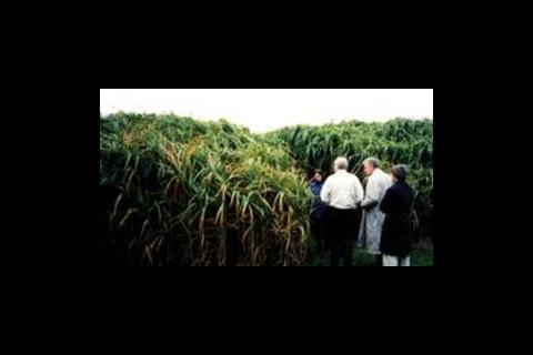 A flourishing Miscanthus field...